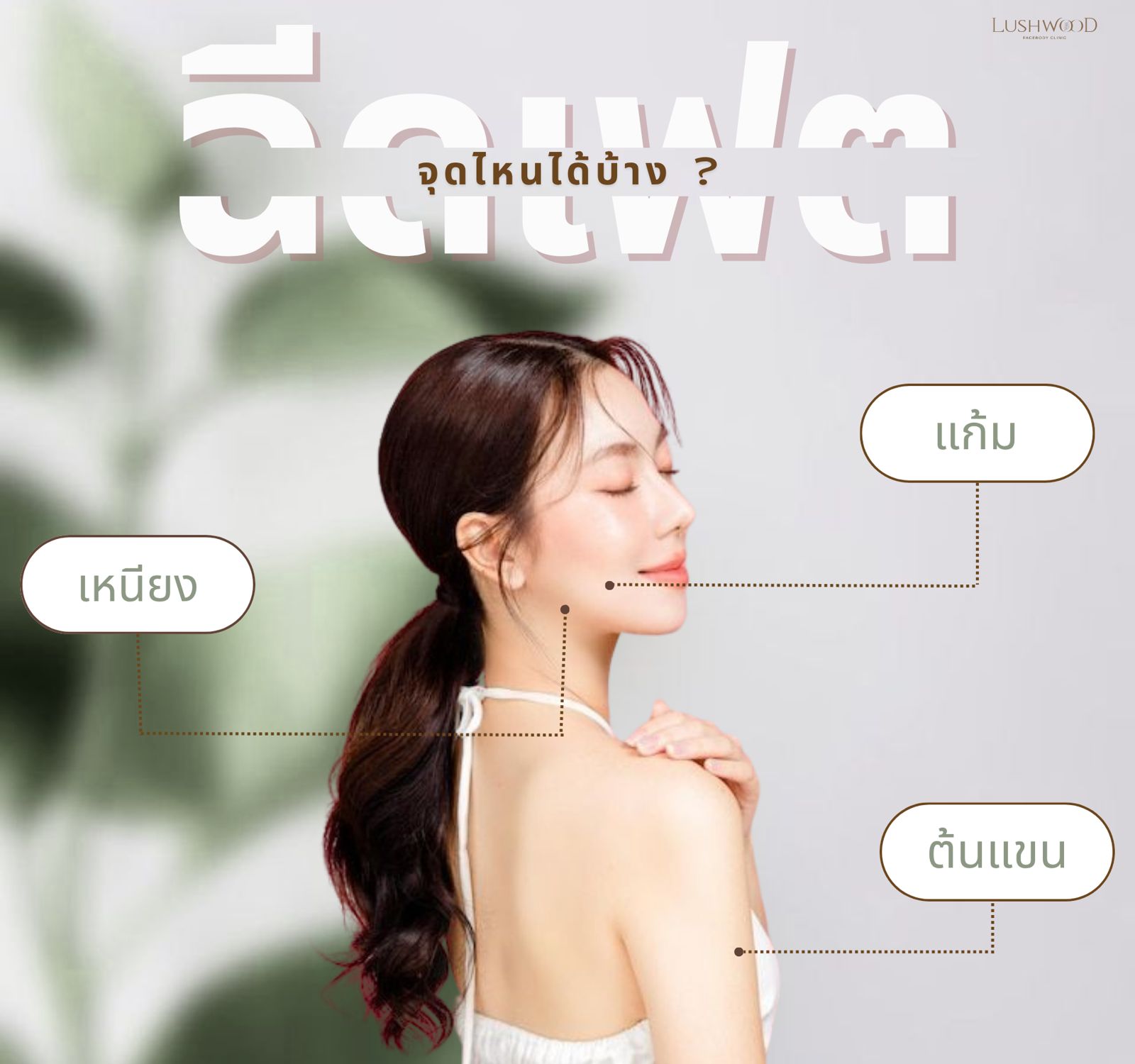 เมโสแฟต